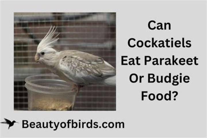 Can cockatiels eat budgie food?