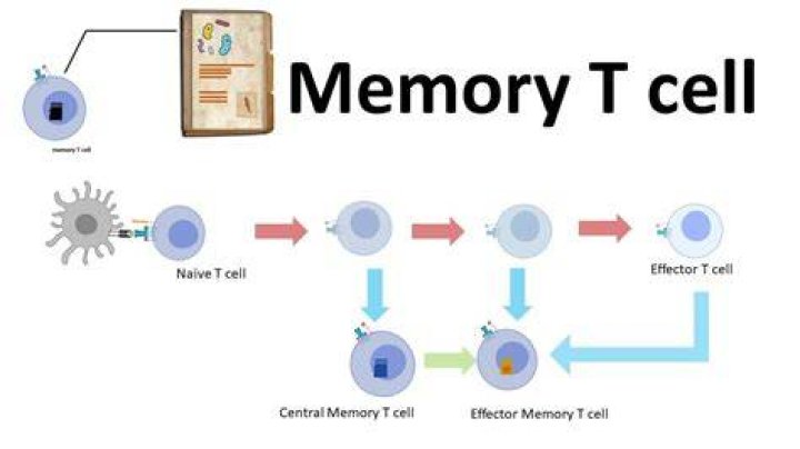 Can T cells become memory cells?