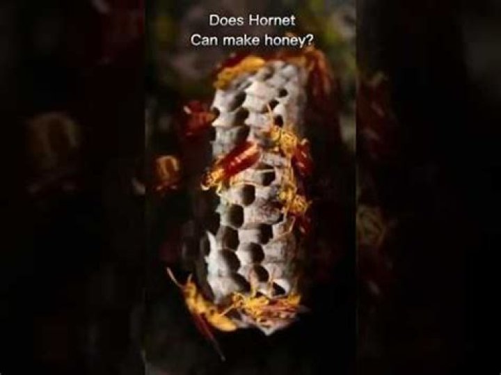 Do Hornets make noise at night?