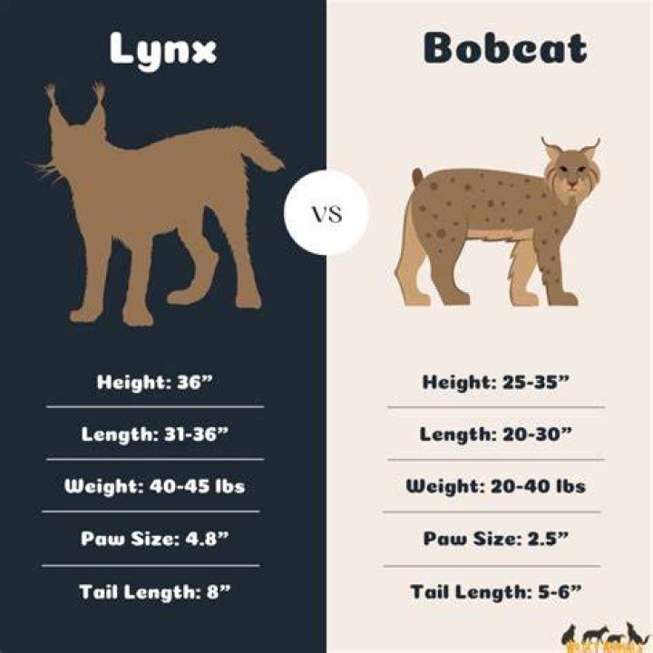 How big is the average bobcat?