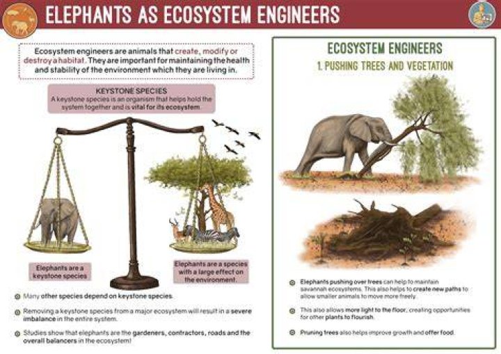 How do elephants help us?