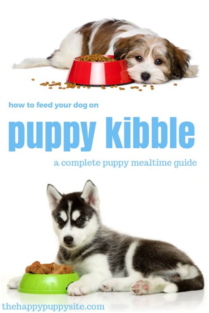 Should puppy kibble be soaked?