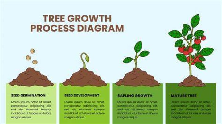 What's the process of growth?
