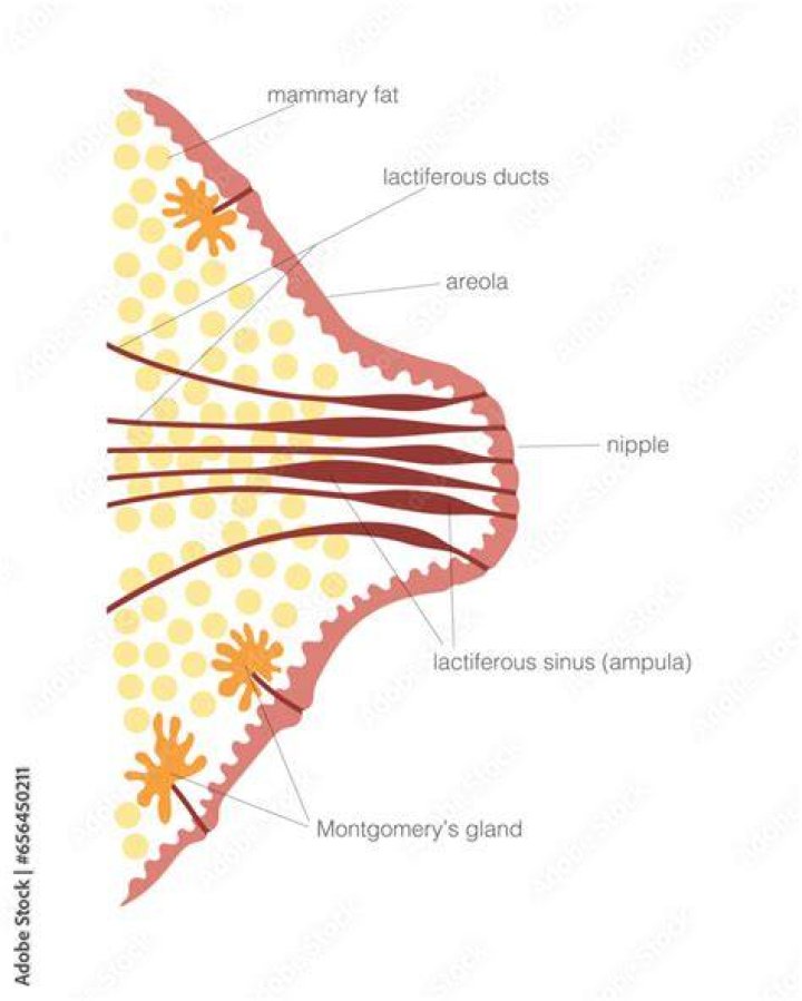 What are the different parts of the nipple?