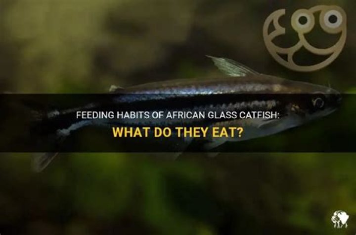 What does African catfish eat?