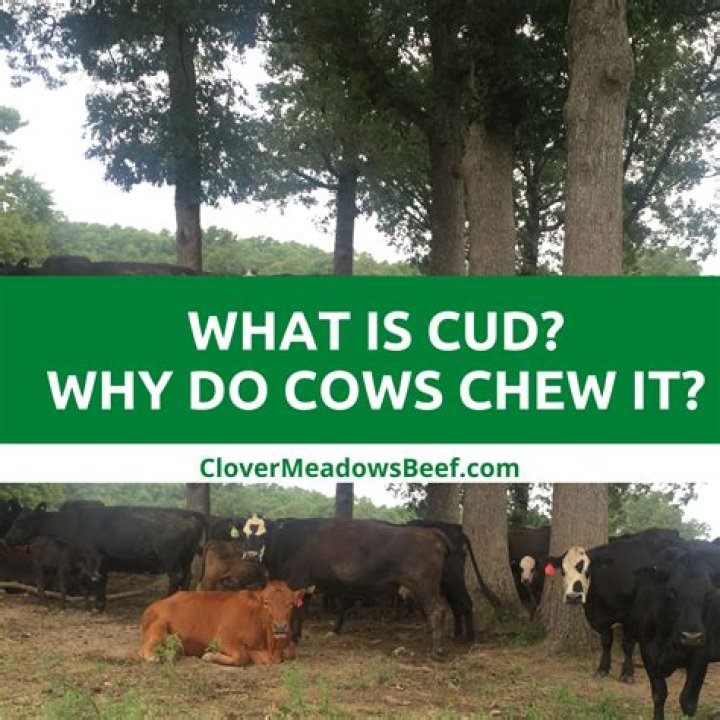 What does cud mean?