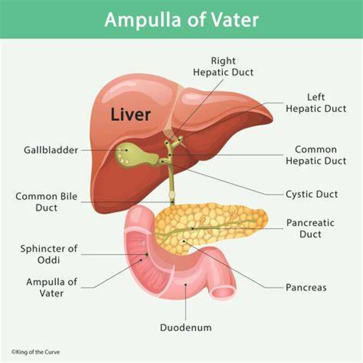 What is the purpose of the Ampulla?