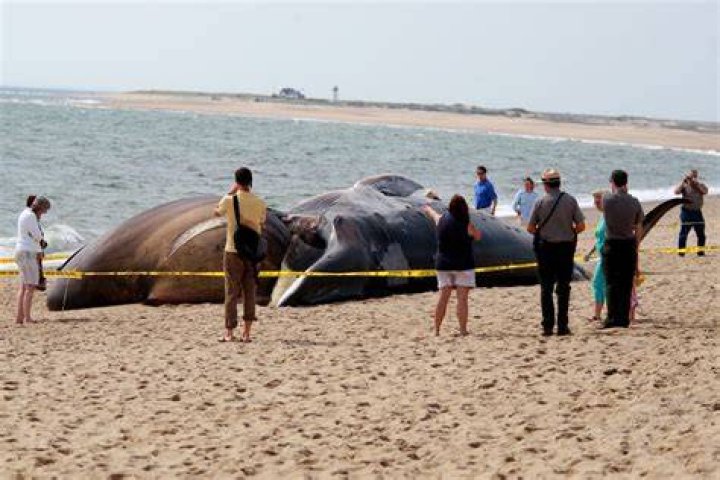 When did the whale explode?