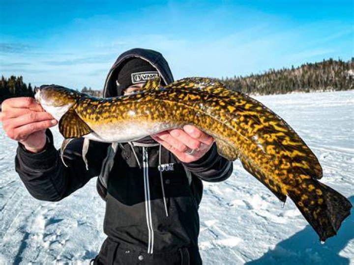When was the last burbot caught in the UK?