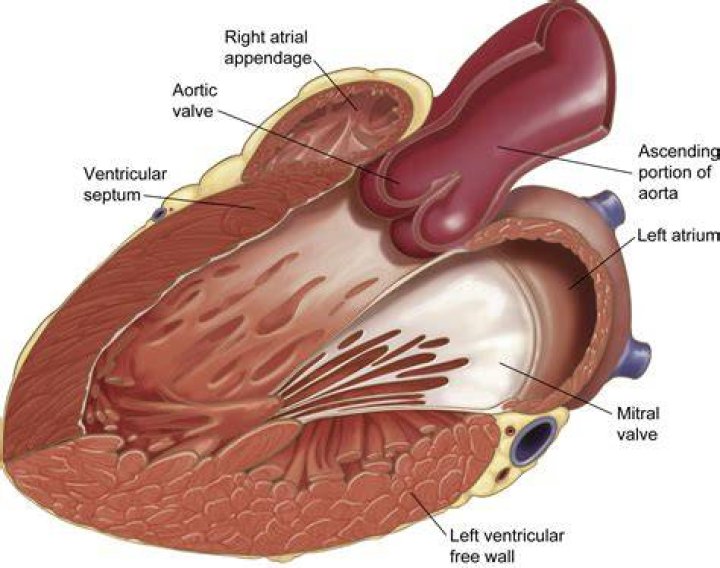 Where is the posterior wall of the left ventricle?