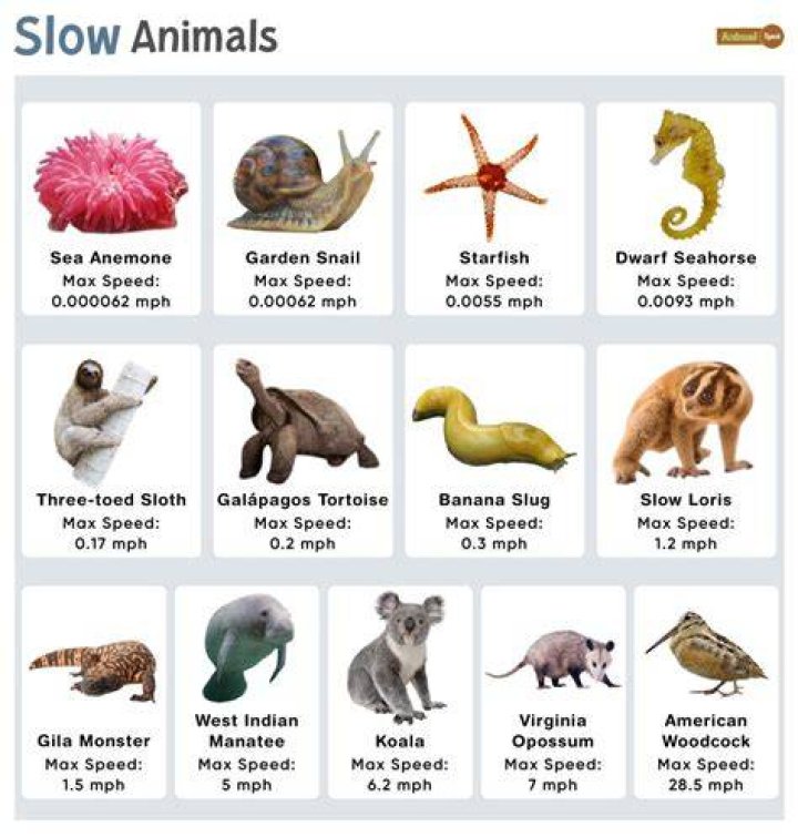 Which animal move very slowly?