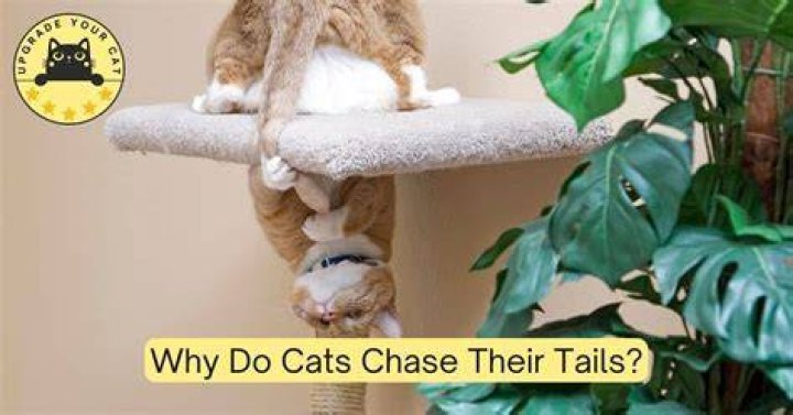 Why do cats hate when you touch their tail?
