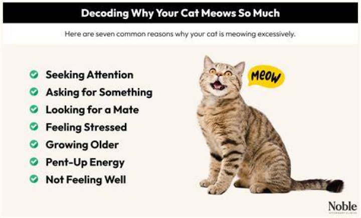 Why does my cat sound like she is crying?