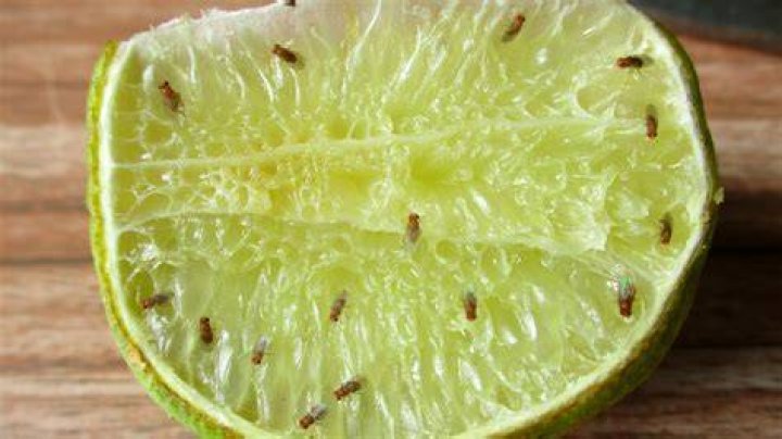 Why Does NASA send fruit flies?